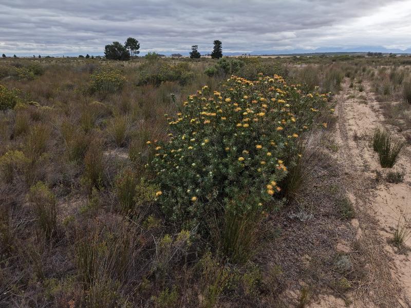 1 Bedroom Property for Sale in Riversdale Western Cape